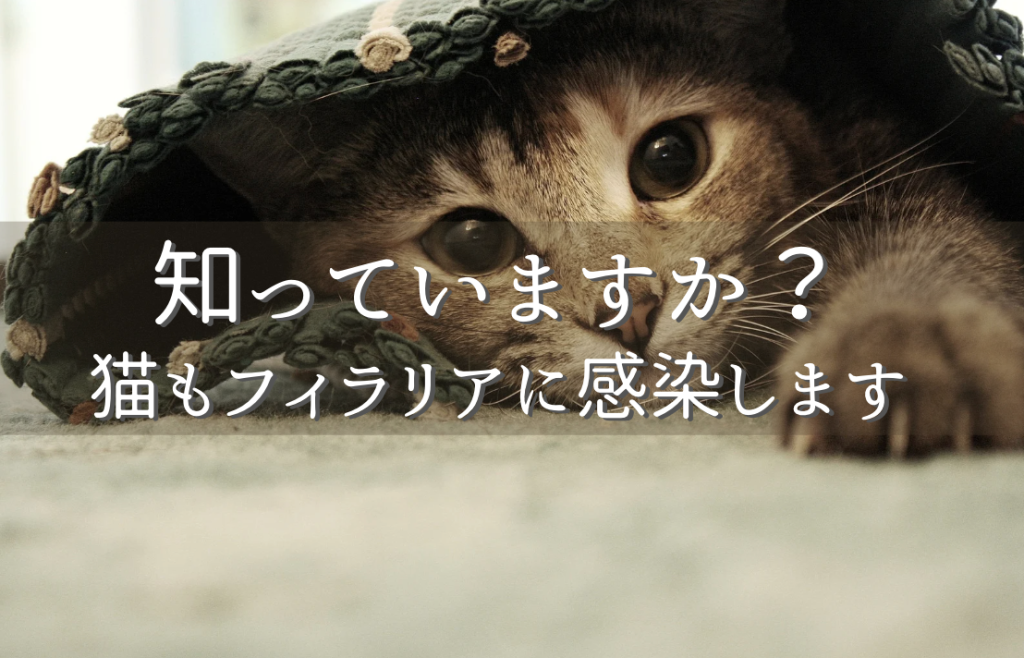 知っていますか?猫もフィラリアに感染します
