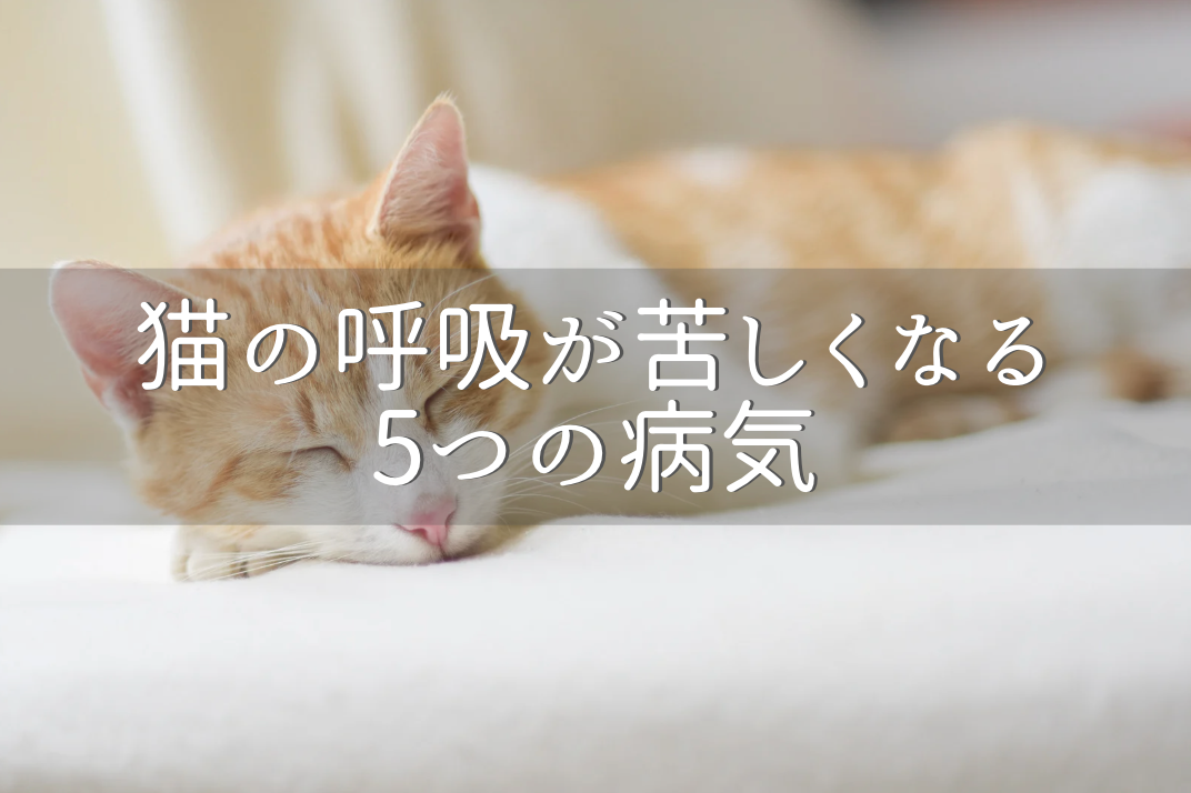 猫の呼吸が苦しくなる5つの病気