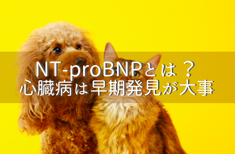 NT-proBNPとは?心臓病は早期発見が大事