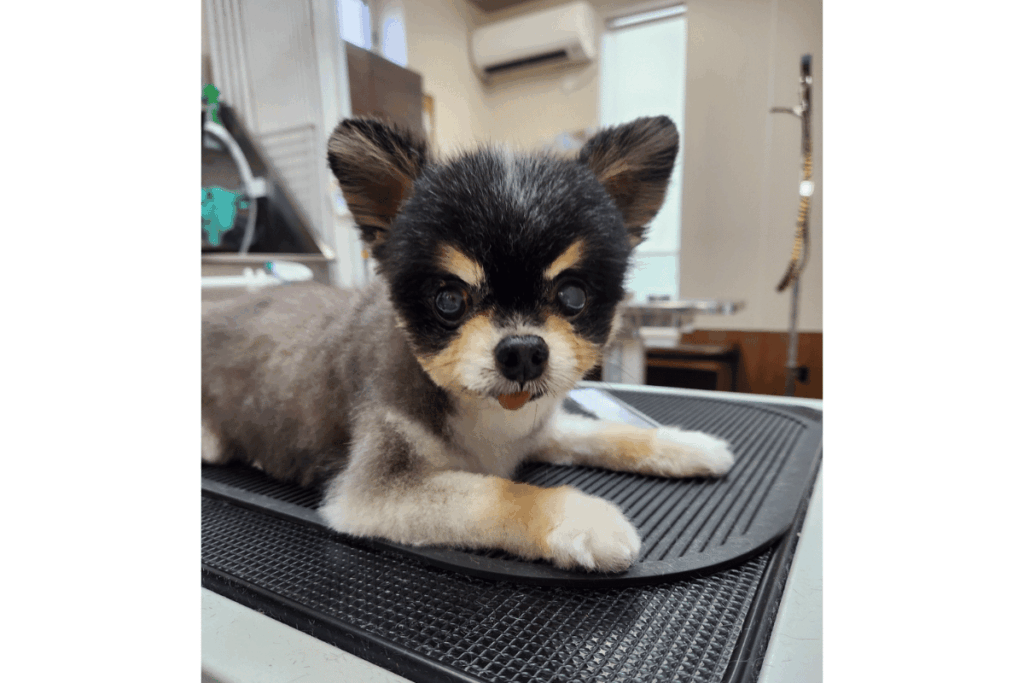 診察台の上にいるチワワ