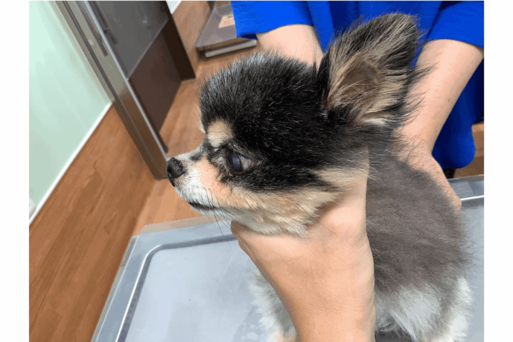 歯槽膿漏の治療後のチワワの写真