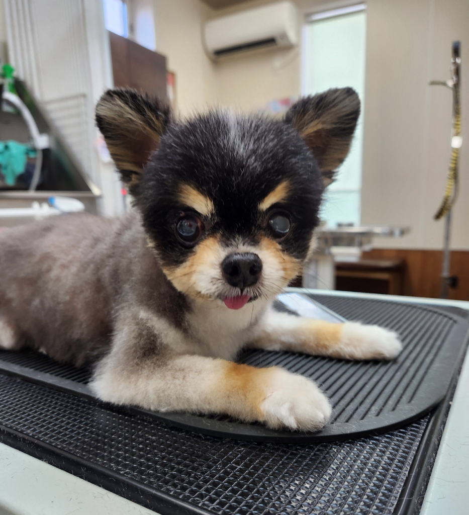 診察台の上にいるチワワ