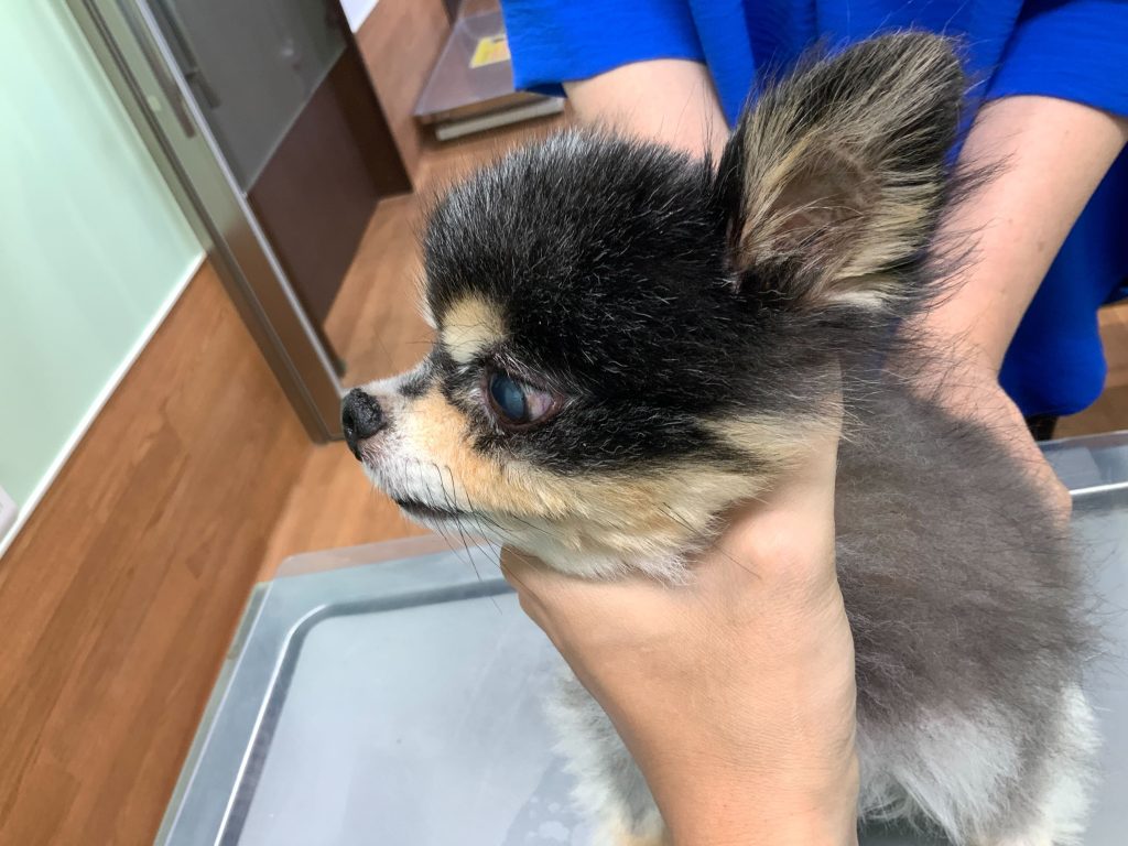 歯槽膿漏の治療後のチワワの写真