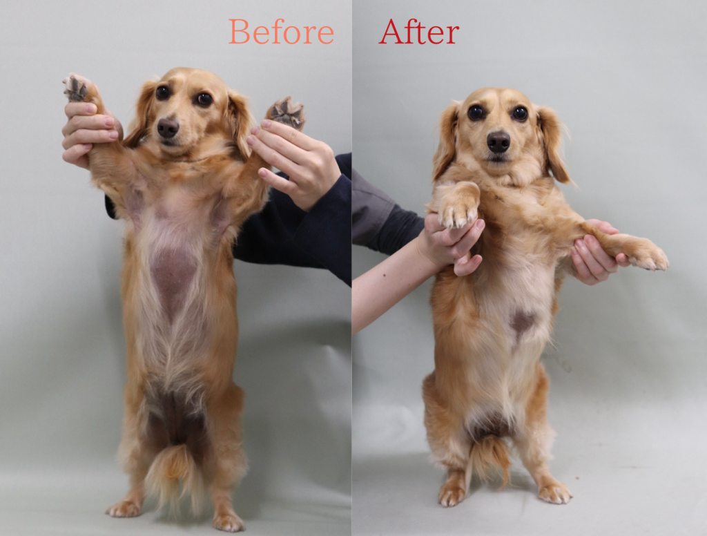 パターン脱毛のミニチュアダックスフンド