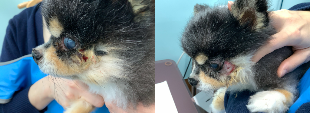 歯槽膿漏のチワワの写真