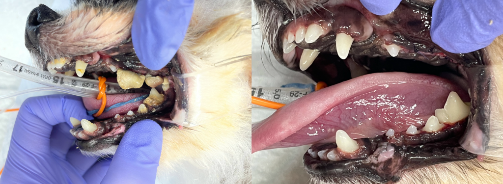 歯科処置前と歯科処置後の写真