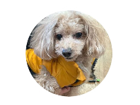 トイプードルの顔写真