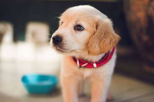 横を見ている子犬