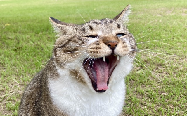 あくびをする猫