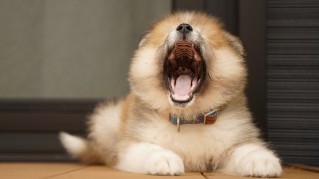 あくびをするもふもふの犬