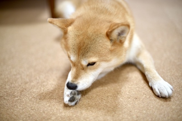 足先を舐める柴犬