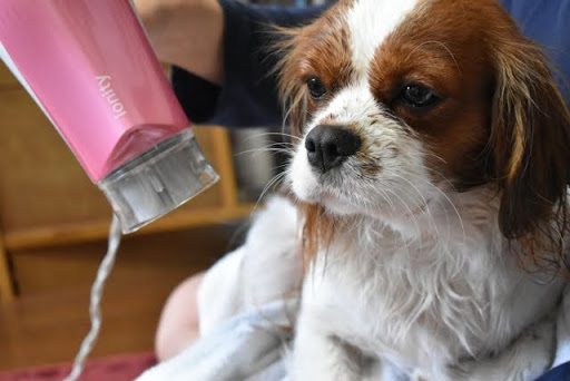 ドライヤーをされるキャバリア