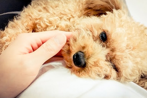 顎を触られるトイプードル