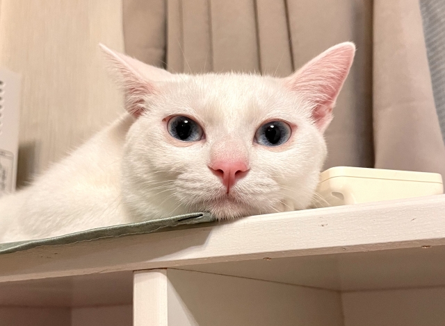 こちらをみている白い猫