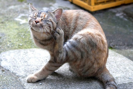 耳をかくキジトラ猫