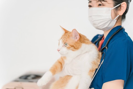 猫を抱っこする獣医師