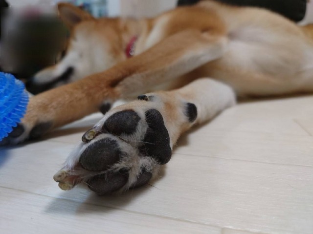 柴犬の肉球