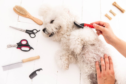 ブラッシングをされるトイプードル