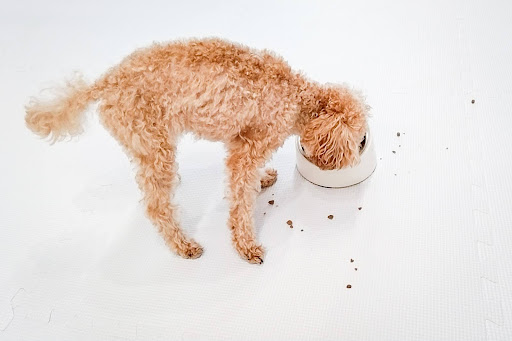 ご飯を食べているトイプードル