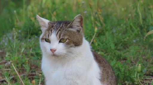 遠くを見ている猫