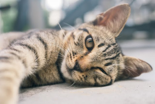 横になっているキジトラ猫