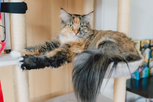 寝そべっている長毛猫