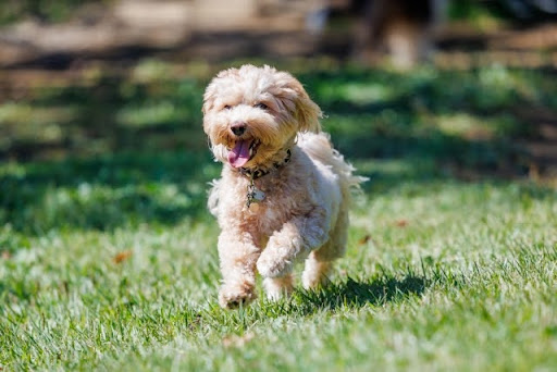 走っているトイプードル