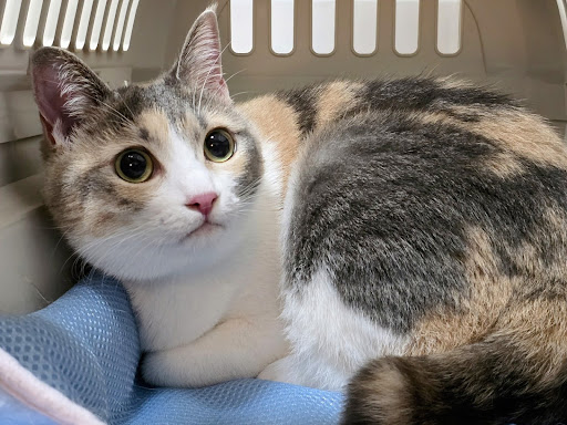 キャリーの中に入っている猫