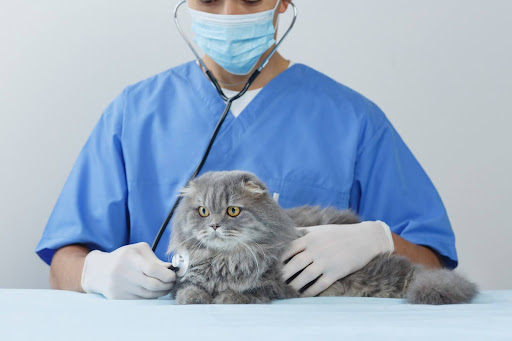 診察受けているグレーの猫