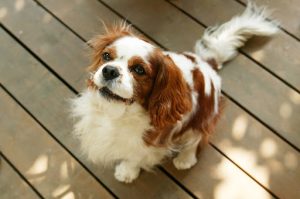 犬のマラセチア性皮膚炎｜スキンケアと外用療法で改善したキャバリアの一例