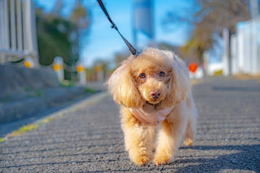 道を歩いているトイプードル