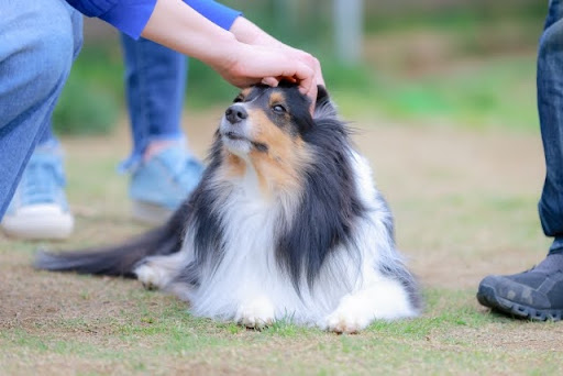 頭を撫でられるシェルティ