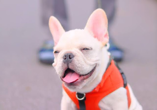 笑っているフレンチブルドッグ