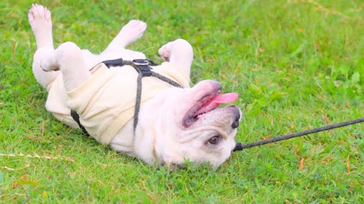 寝っ転がるフレンチブルドッグ