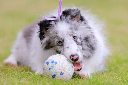 白黒のシェルティ