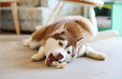 おもちゃを噛んでいるハスキー犬