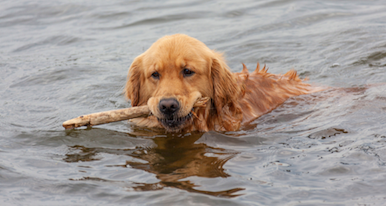 木を咥えながら泳いでいるゴールデンレトリーバー