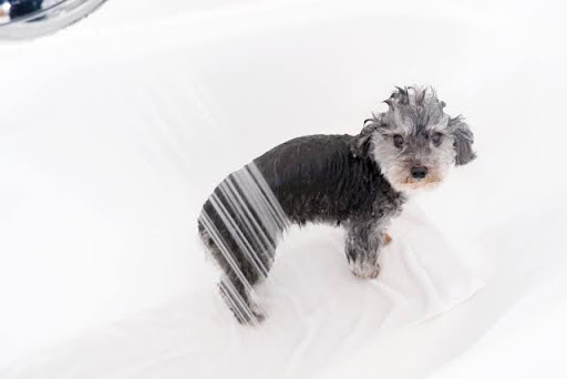 シャワーを浴びているトイプードル