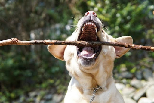 木を噛もうとする犬