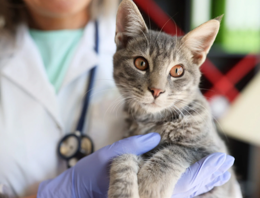獣医に抱っこされている猫
