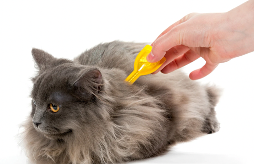 ノミダニ予防をされる猫