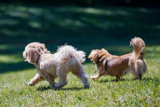走っているトイプードルとミニチュアダックスフンド