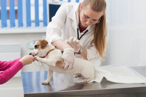 診察を受ける犬