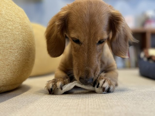 歯磨きガムを噛んでいるミニチュアダックスフンド