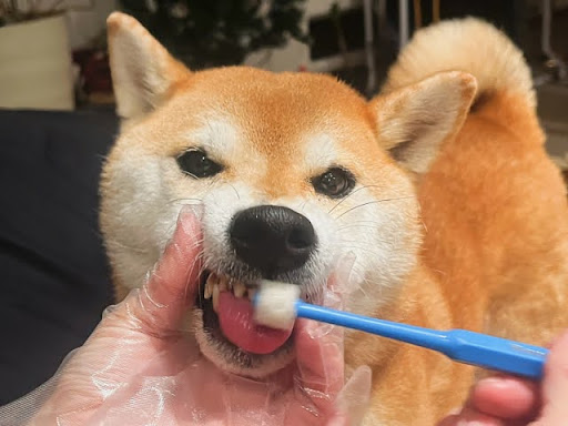 歯磨きをする柴犬