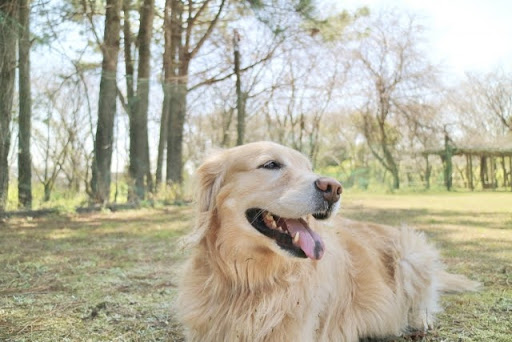 笑っているゴールデンレトリーバー