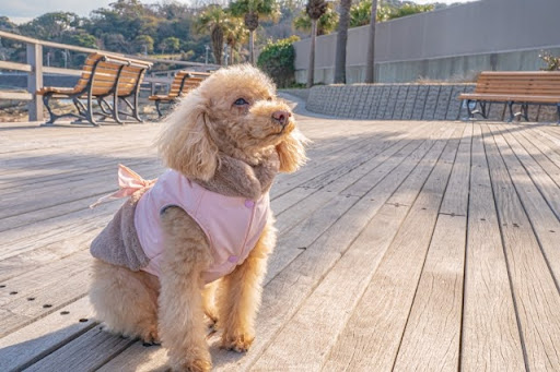 ロッジにいるトイプードル