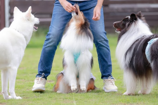 おやつをもらうシェルティー