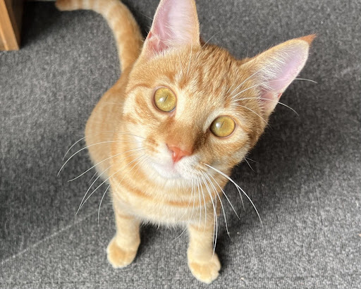 こちらを見ている茶トラ猫