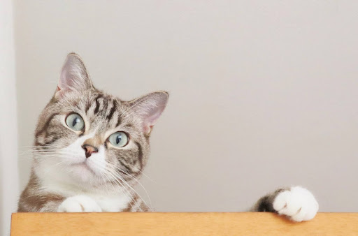 手をかけているキジトラ白猫